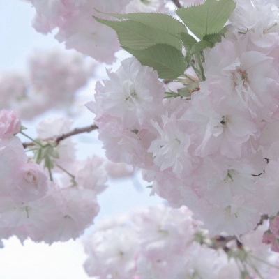 兽设星空场景创作福瑞群